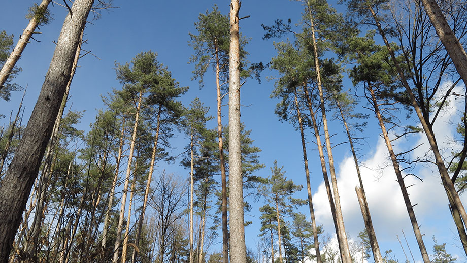 Föhrenbestand am Lineckberg. Foto: ©Auferbauer