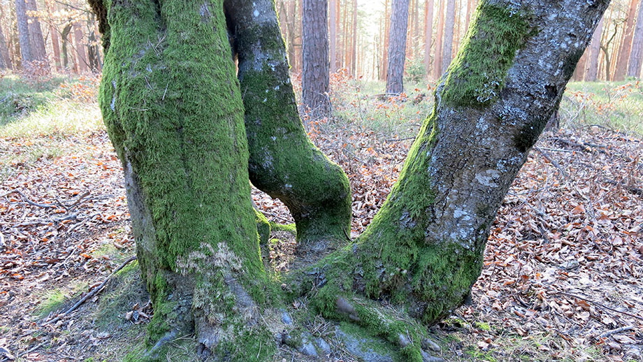 Baumgruppe am Lineckberg. Foto: ©Auferbauer