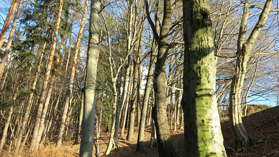 Im Mischwald am Lineckberg. Foto: ©Auferbauer