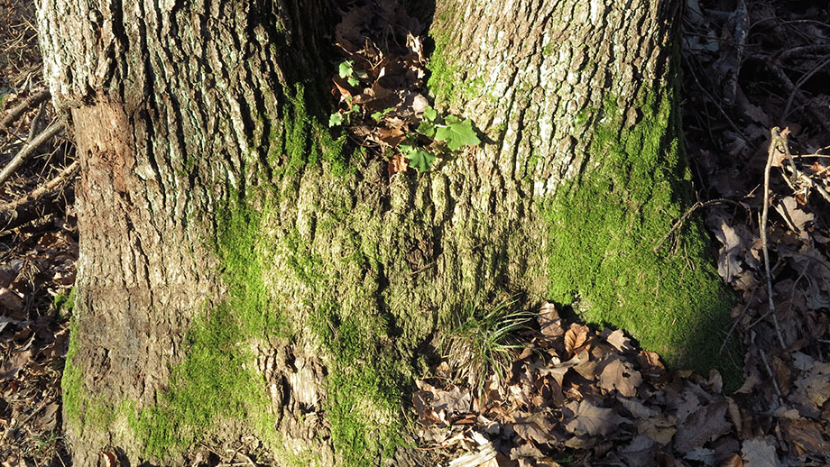 Bemooster Baumstamm-Zwilling am Weg 25, Richtung Dürrgrabenweg. Foto: ©Auferbauer