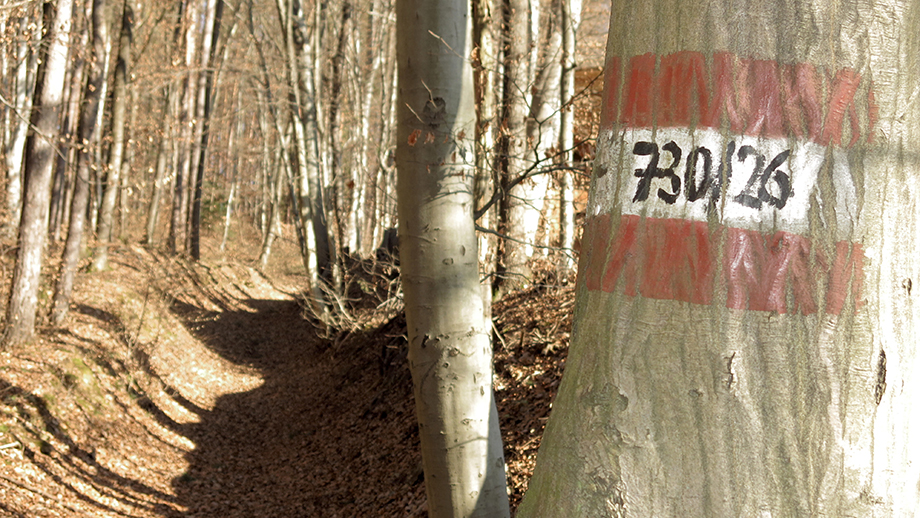 Jänner-Sonne: Waldwege Richtung Kalkleiten und  Zösenberg. Foto: ©Auferbauer