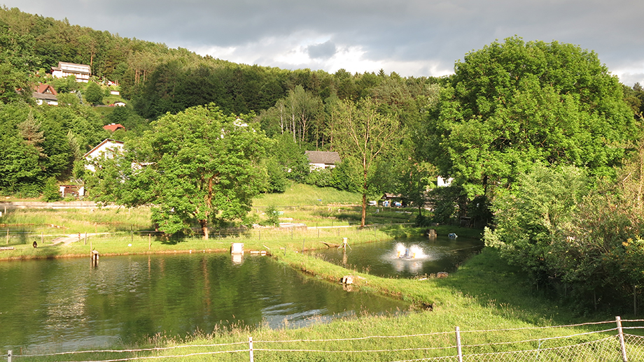 Stattegg Ursprungblick, Forellenzucht Igler am Andritz-Ursprung. Foto: ©Auferbauer