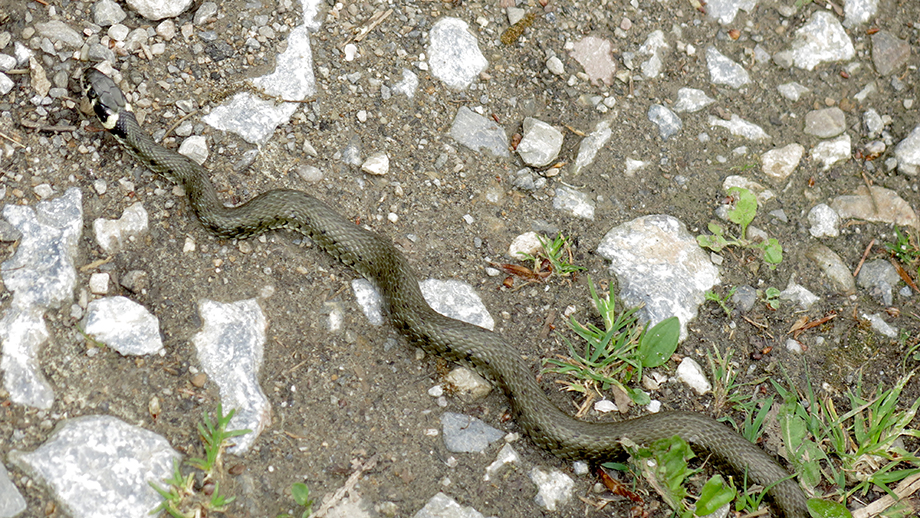 Bitte auf den Boden schauen, Ringelnatter im Pailgraben. Foto: ©Auferbauer