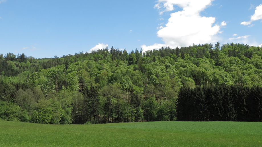 Pailgraben, Naherholungsraum nördlich von Graz Andritz. Foto: ©Auferbauer