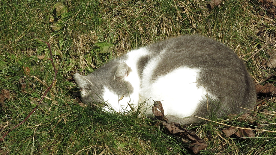 Am Koglbauerweg, auch Jännersonne wärmt. Foto: ©Auferbauer