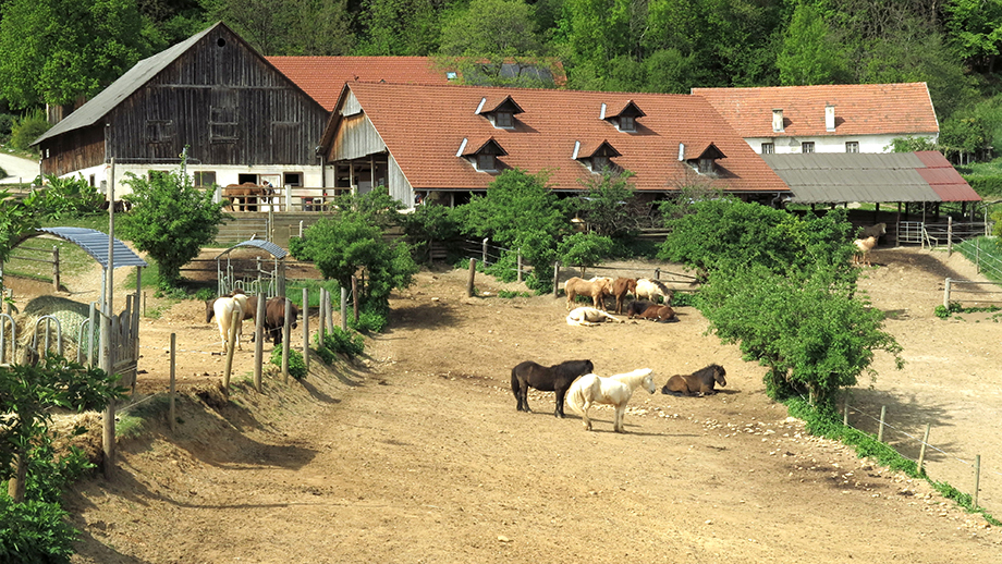 Islandpferdehof Geierkogel (700 m), am Rannach-Rundweg, Nr.766. Foto: ©Auferbauer