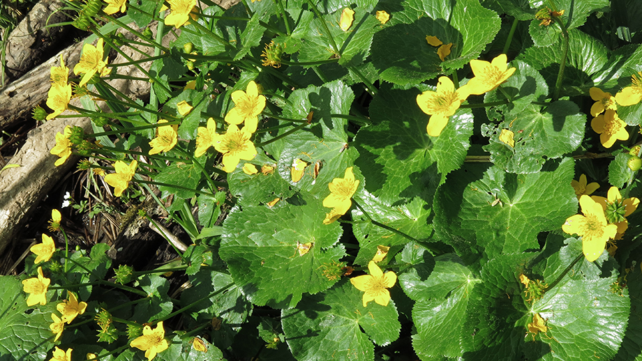 Dotterblumen, Feuchtbiotop Thalersee. Foto: ©Auferbauer