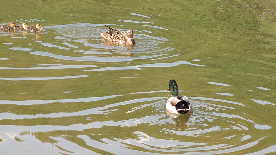 Thalersee, Wildentenfamilie. Foto: ©Auferbauer