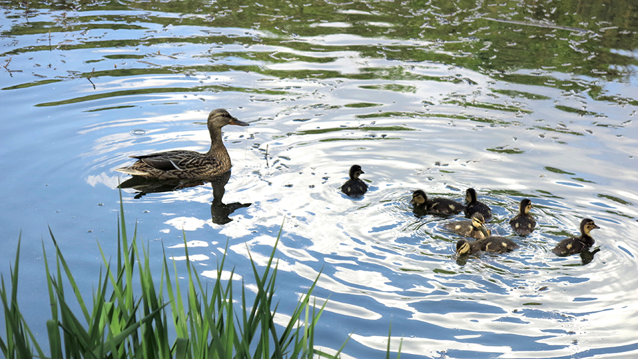 Thalersee, Wildentenfamilie. Foto: ©Auferbauer