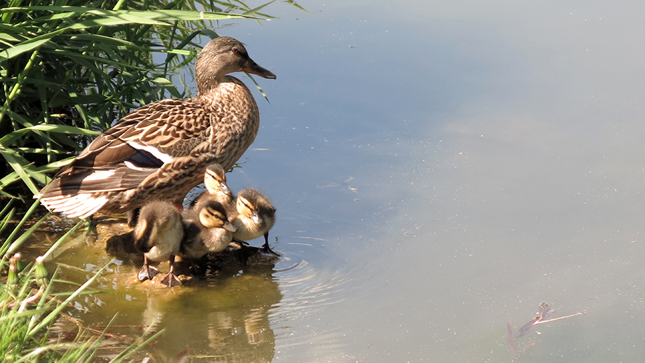  Thalersee, Wildentenfamilie. Foto: ©Auferbauer