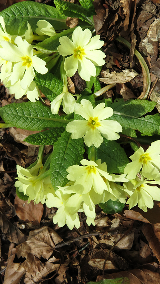 Frühingsboten an Waldesrand. Foto: ©Auferbauer