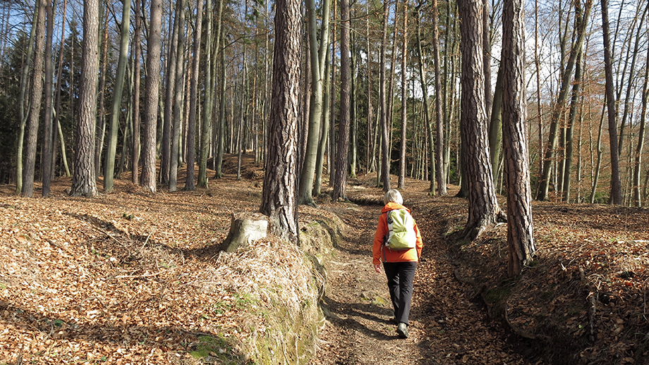 Am Weg Nr. 30, Richtung Thaler Sattel. Foto: ©Auferbauer