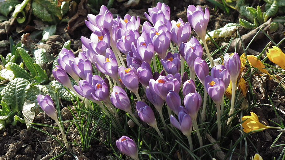 Frühlingsboten in einem Garten. Foto: ©Auferbauer