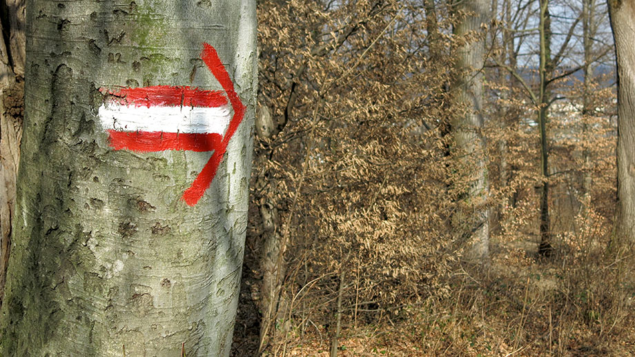 Jägersteig am Gaisberg, abwärts in Richtung Baiernstraße, Bergstraße. Foto: ©Auferbauer