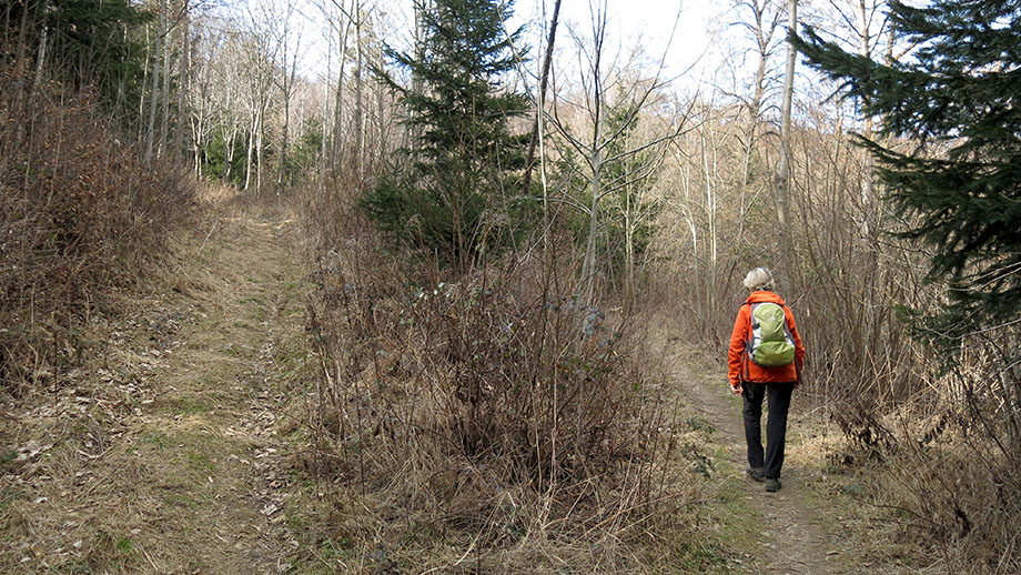 Am Gaisberg, nahe der Erdgasleitung, Anschluss an Weg Nr. 5 und Richtung Einsiedelei. Foto: ©Auferbauer