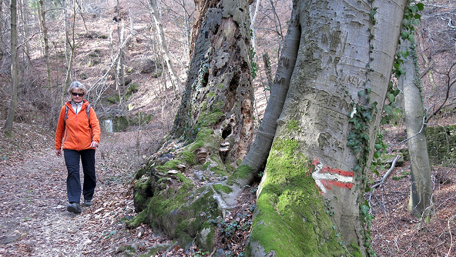 Am Weg Nr. 5, von der Einsiedelei abwärts Richtung Bergstraße. Foto: ©Auferbauer