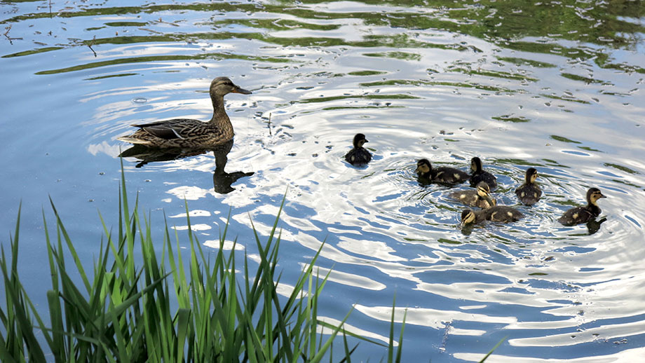 Familienausflug über den Thalersee. Foto: ©Auferbauer