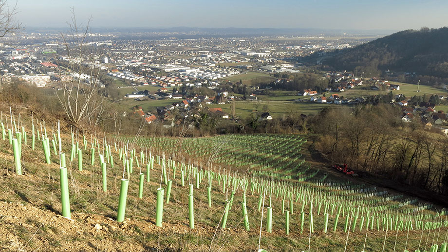 Am Weinhang und Winzerweg. Foto: ©Auferbauer