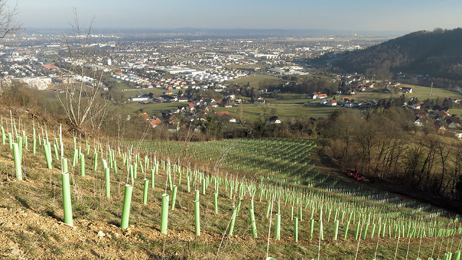 Am Weinhang, Jungkultur. Foto: ©Auferbauer