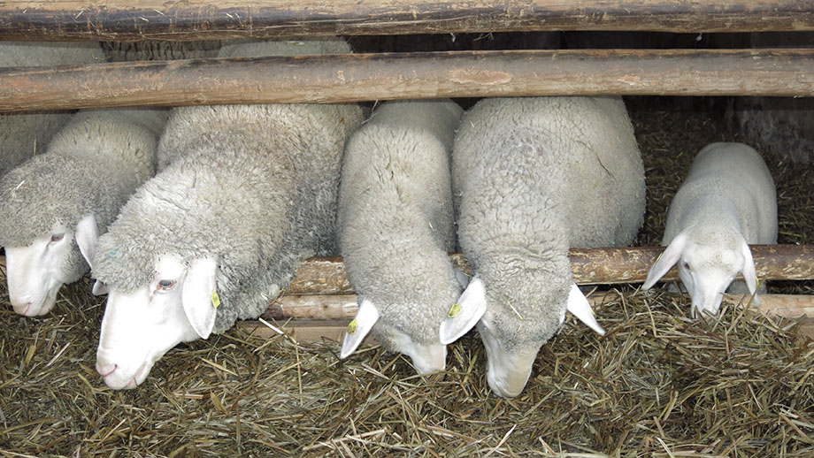 Im Versuchsstall der Landwirtschaftsschule Grottenhof. Foto: ©Auferbauer