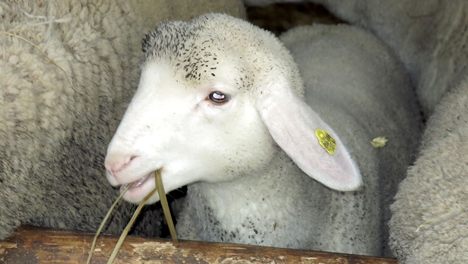 Jüngerer Nachwuchs im Versuchsstall der Landwirtschaftsschule Grottenhof. Foto: ©Auferbauer