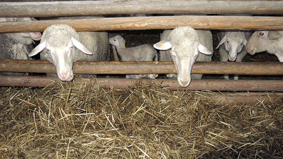 Im Versuchsstall der Landwirtschaftsschule Grottenhof. Foto: ©Auferbauer