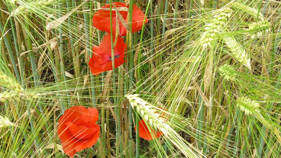 Wenn Mohn das Kornfeld schmückt, ist der Hochsommer im Land. Foto: ©Auferbauer