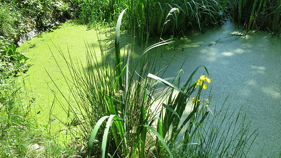 Am Wolfgangweg, Biotop Batl-Lackn. Foto: ©Auferbauer