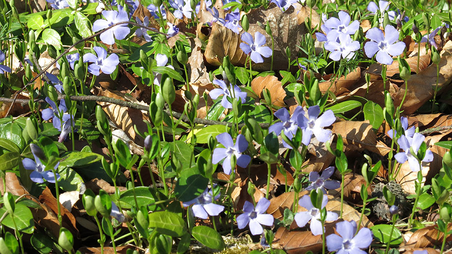 Kreislauf der Natur, veranschaulicht im Blühen  und Welken. Foto: ©Auferbauer