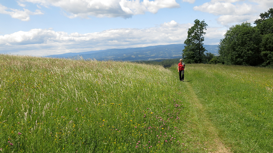 Sonnseitig um den Bockkogel, das Weststeirische Berg- und Riedland säumt den Horizont. Foto: ©Auferbauer