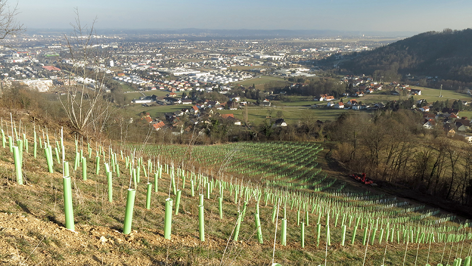 Nomen est omen: am Weinhang. Foto: ©Auferbauer