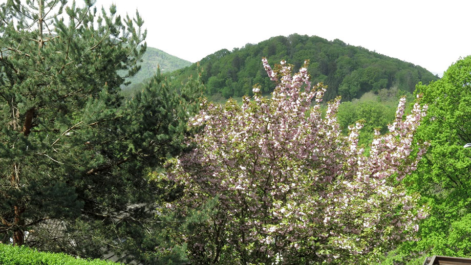 Aus der Quellengasse Richtung Reinerkogel. Foto: ©Auferbauer