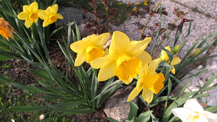 Spazieren im Frühling, Gruß aus einem Garten. Foto: ©Auferbauer