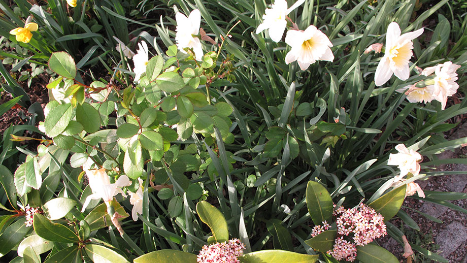 Schmuck vereint: Skimmie, Märzenbecher, zartgrüne Rosenblätter. Foto: ©Auferbauer