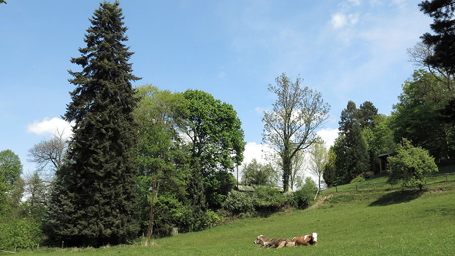 Weidegrund nahe Quellengasse, die Teichwiese am Minoritenschlössl. Foto: ©Auferbauer