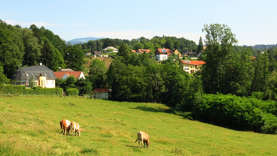 Weidewirtschaft an der Panoramagasse, die Franzosenwiese, nah am Franzosenkreuz. Foto: ©Auferbauer