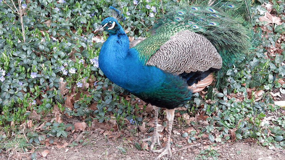 Gar nicht stolz wie ein Pfau. Foto: ©Auferbauer