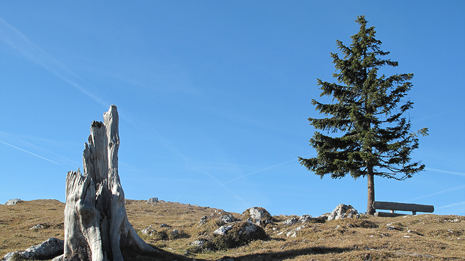 Nahe der Schöcklkapelle: Mittlerweile hat ein Sturm diesen Baum „verblasen“. Foto: ©Auferbauer