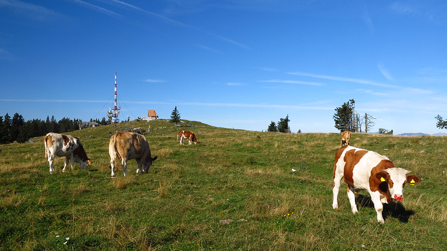 Stark war der Almsommer 2015 am Schöckl-Ostgipfel. Foto: ©Auferbauer