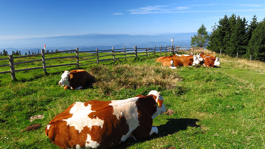 Welch ein schöner Almsommer, nah am Schöckl-Gipfelkreuz (1438 m). Foto: ©Auferbauer