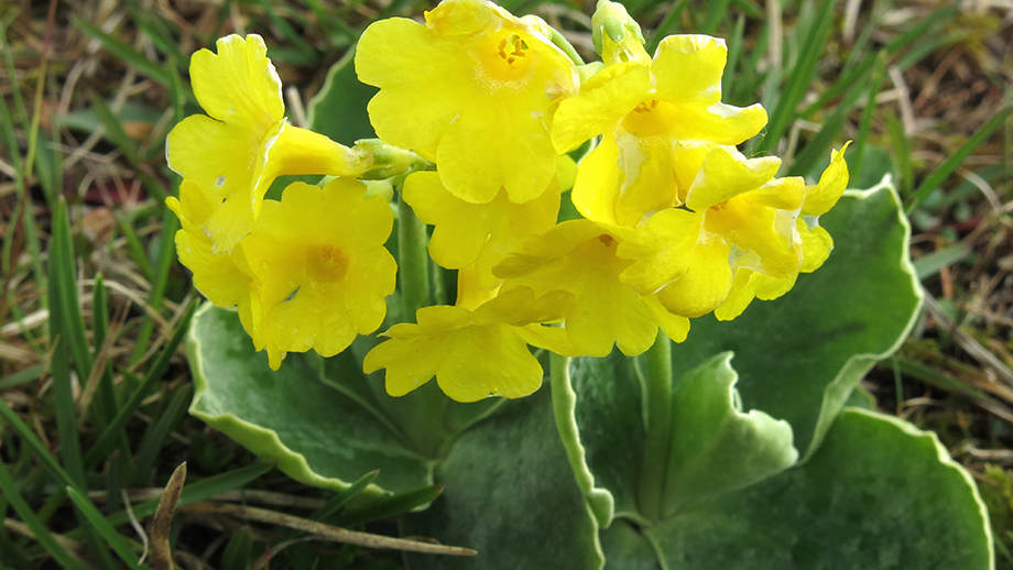 Auch am Schöckl ein verlässlicher Frühlingsbote: der Petergstamm. Foto: ©Auferbauer