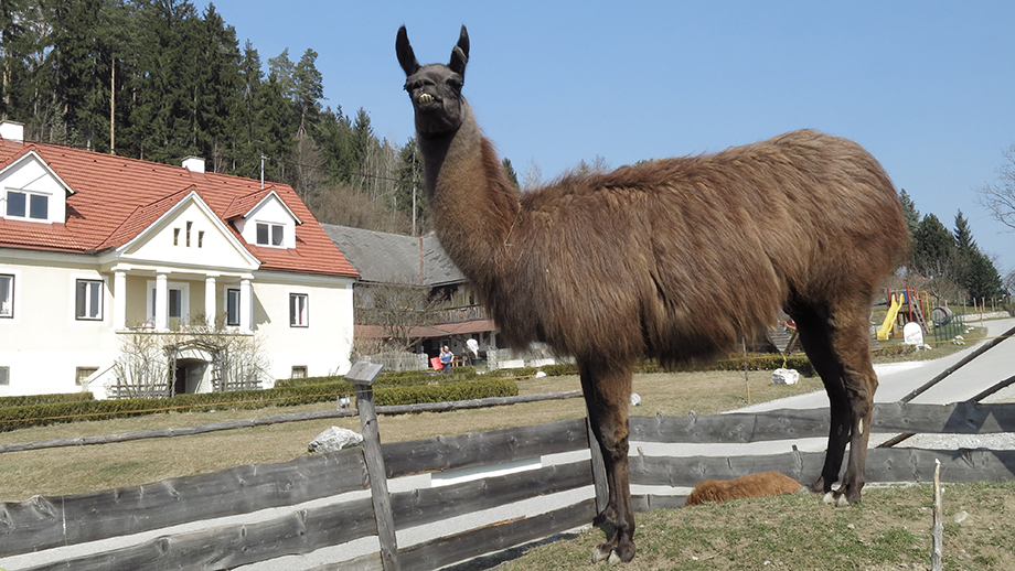 Wachsam, das hauseigene Lama am Buschenschank Scheiklhof. Foto: ©Auferbauer