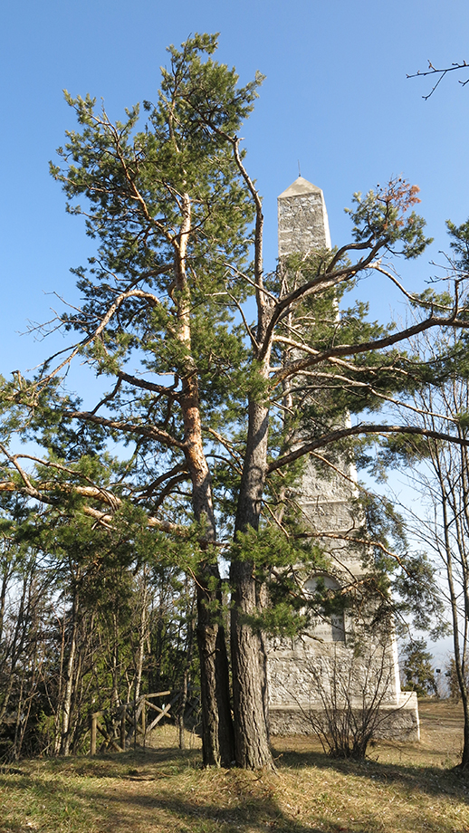 Der Novystein (895 m) auf der Fürwallnerhöhe. Foto: ©Auferbauer