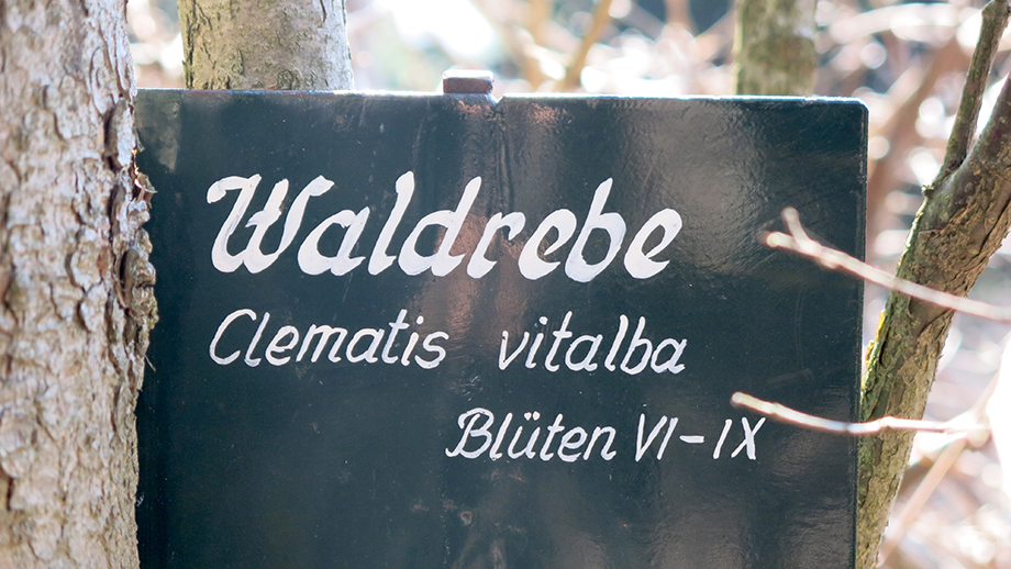 Natur-Lehrpfad auf der Fürwallnerhöhe. Foto: ©Auferbauer