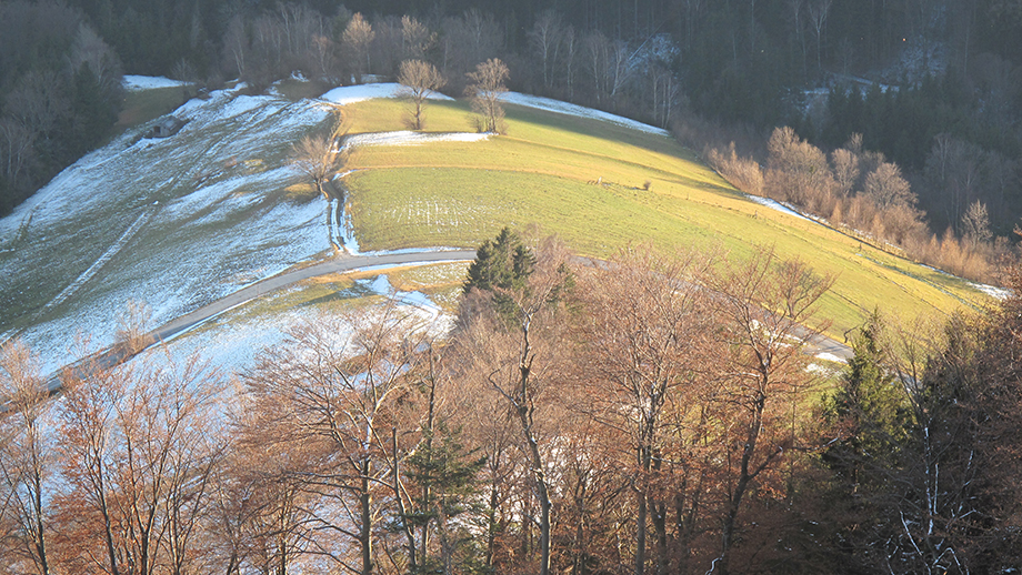 St. Radegund Klamm, nahe an der Ehrenfelsstraße steht der Bombensplitterbaum. Foto: ©Auferbauer