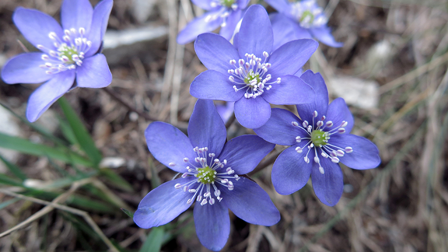 Zartfeine Leberblümchen, Frühlingsboten an der Schöckl-Mautstraße. Foto: ©Auferbauer