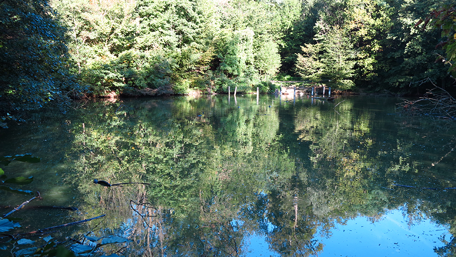 Am ersten Teich des Rosenhains. Foto: ©Auferbauer