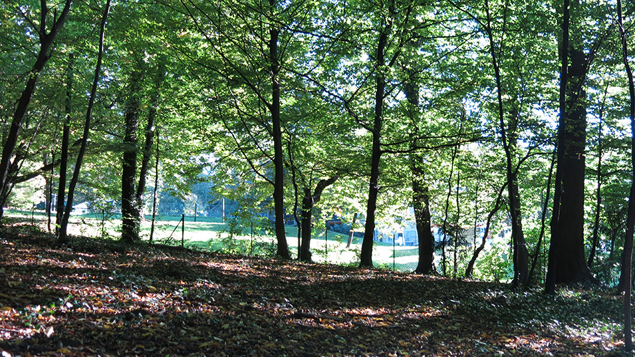 Im Waldstück des Rosenhains. Foto: ©Auferbauer