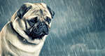 Beispielbild: Hund im Regen