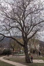 Symbolbild: Baum Symbolbild: Baum